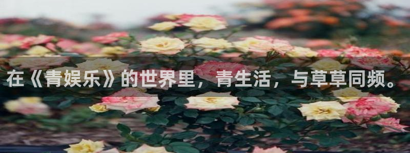 杏宇代理